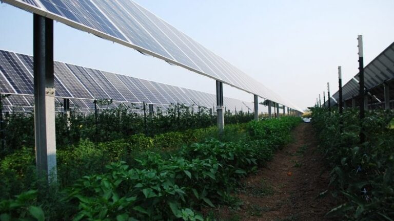 Agrivoltaics solar and farming